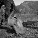 Grazing horses. Altai.