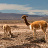 Grazing vicunas