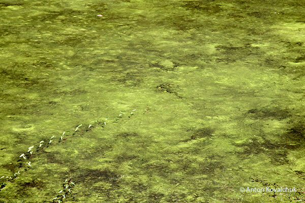 Duckweed