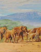 Pachiderme en transit