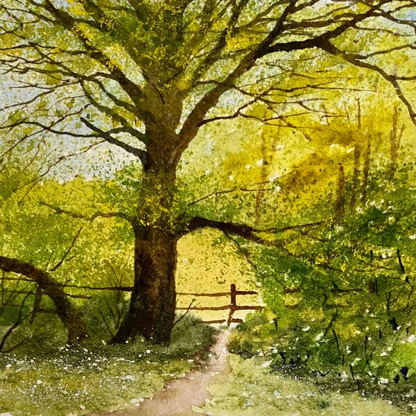 Tree By Whirley Hole Footbridge