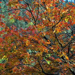 Autumn - Bill Baillie