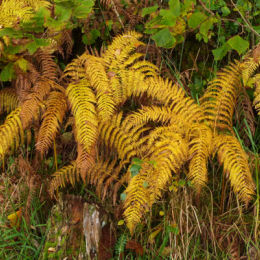 Autumn ferns - Argyll Scotland