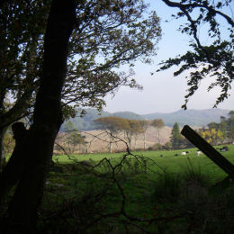 From the Lane