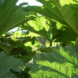 Gunnera