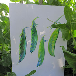 Mangetout - Hannah Tofts