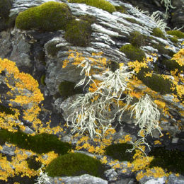 Lichen