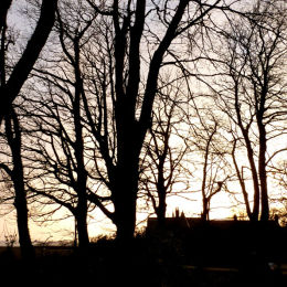 Trees at Twilight