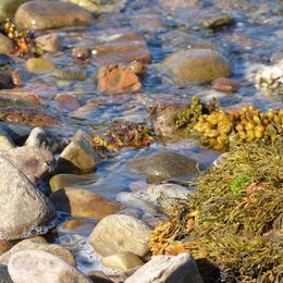Stonefield Shore - Kintyre - www.whitehouseart.co.uk