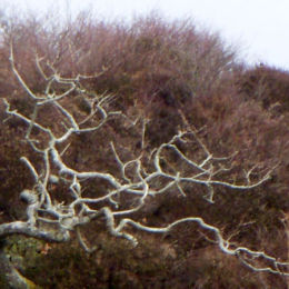 Trees in Skipness