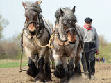 Working Animals