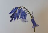Bluebell