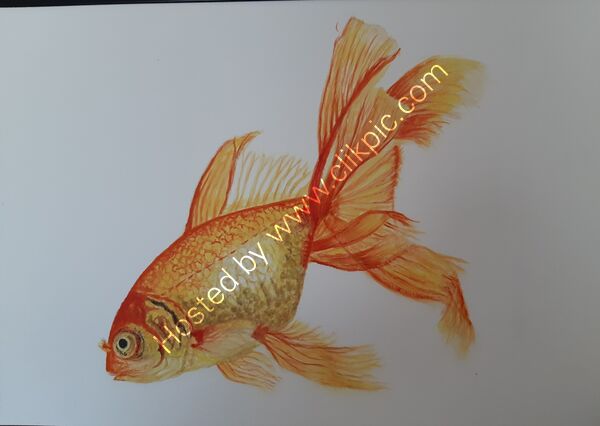Goldfish