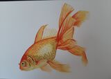 Goldfish
