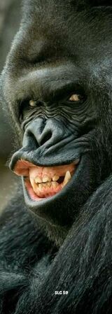 Laughter is the best medicine