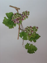 Grapes 12 x 10 in watercolour