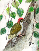 Green woodpecker