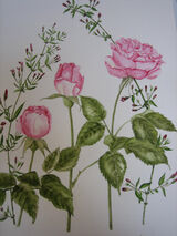 Watercolours