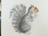 Week 1 -pencil drawing, shading, fur and feathers
