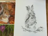 Week 1 -pencil drawing, shading, fur and feathers