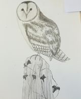 Week 1 -pencil drawing, shading, fur and feathers