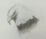 Week 1 -pencil drawing, shading, fur and feathers