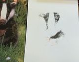 Week 1 -pencil drawing, shading, fur and feathers