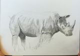 Week 1 -pencil drawing, shading, fur and feathers