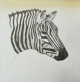 Week 1 -pencil drawing, shading, fur and feathers