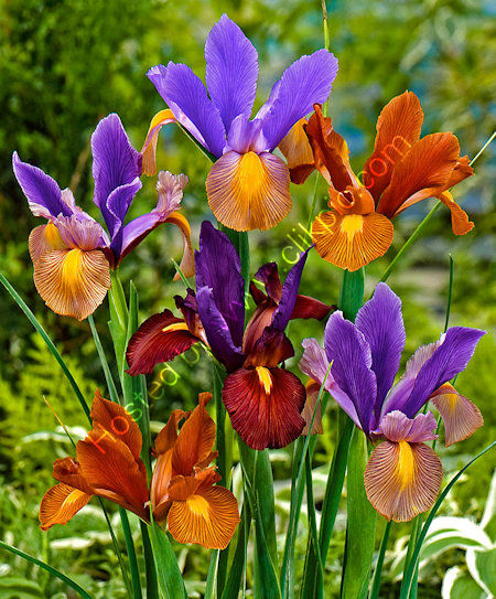Iris