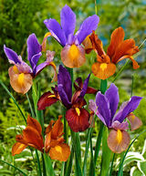 Flower Power