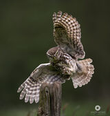 British Birds photos by photographer Andy Howe