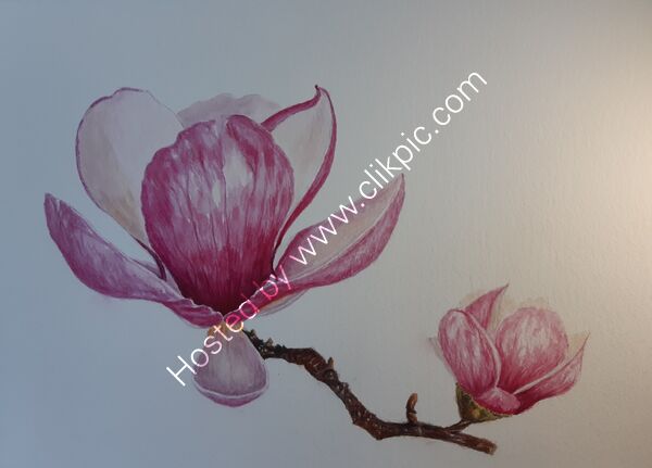 Magnolia
