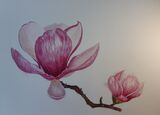 Magnolia