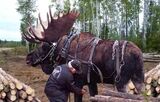 Working Animals