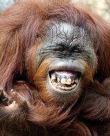 Laughter is the best medicine