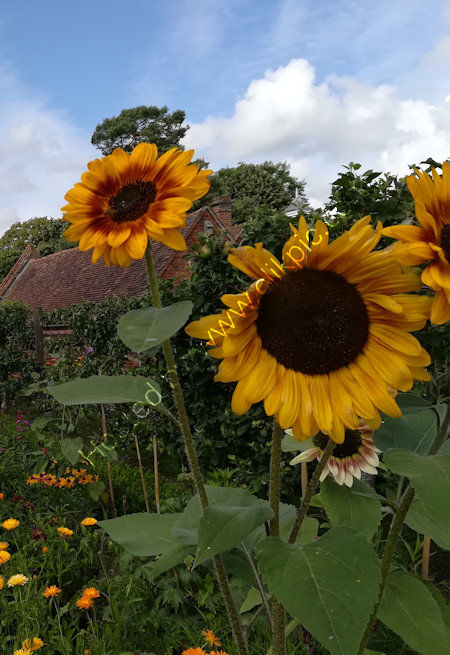 Sun flower