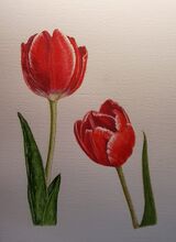 Tulips