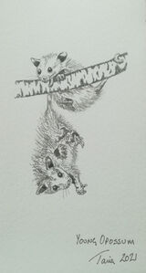 Young Opossum
