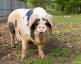 Farm Animals Rule