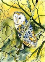 Barn Owl