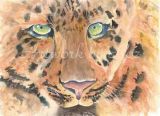 Leopard face