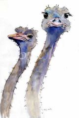 Ostriches