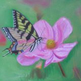 Butterfly & Flower