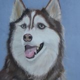 Husky Dog