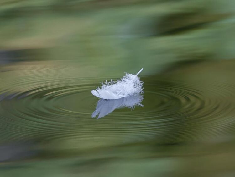 The feather