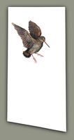 Amber Woodcock