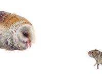 Top Predator - Owl & Vole