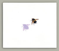 Sweet Spot - Bumblebee fly