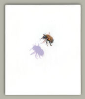 Sweet Spot - Hairy-footed Flower Bee